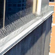 Bird Spike Services