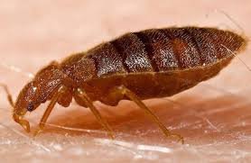 Bed Bugs Inspection Bed Bugs Inspection