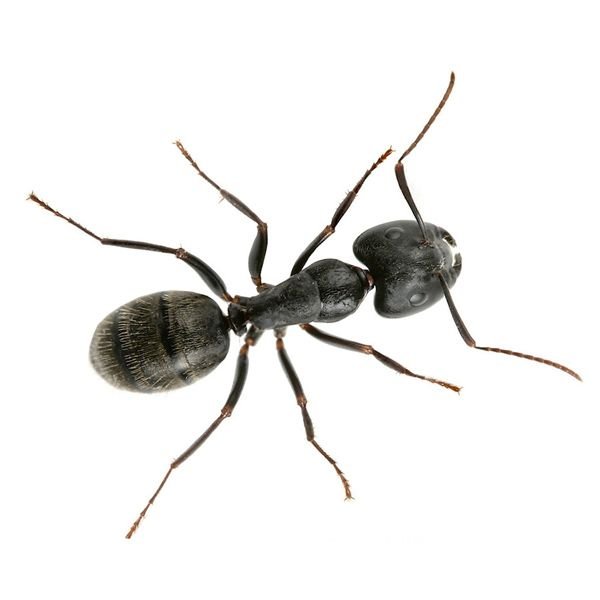 Ants Pest control services Ants Pest control services